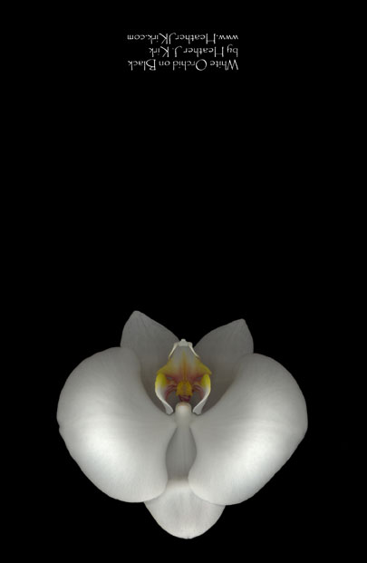 single white orchid images Note_Card_White_Orchid_OUTSIDE_
