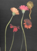 4Daisies on Stems Mono Leaf
- gold leaf embellished - 30" x 40" x 2"