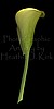 Calla Lily Stem (Straight)