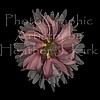 SOLD - buy custom on www.heather-kirk.artistwebsites.com -
Purple Circle Orchid with White Top