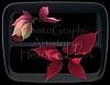 Two Poinsettias - actual piece is a portion of this image