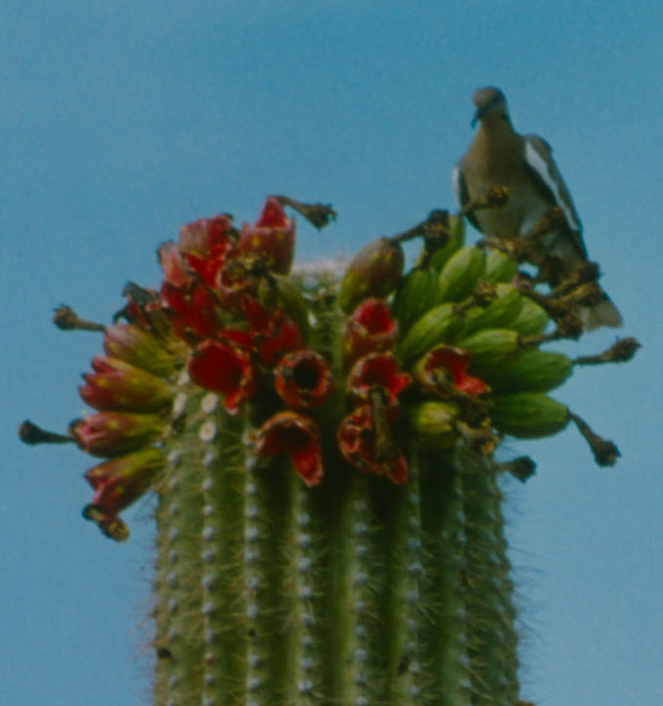 Dove in Saguaro