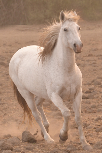 White Mare Approaches#1 CloseUp Muted - Photography on Canvas - 20 x 30"
