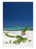 Beach & Vegetation Playa Blanca Punta Cana Resort - Photo on Fine Art Natural  Paper - Image 13 x 19