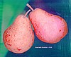 Red Pears on Blue-Green